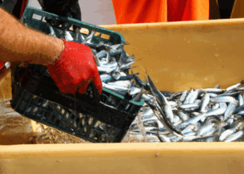 prezzi del pesce all’ingrosso