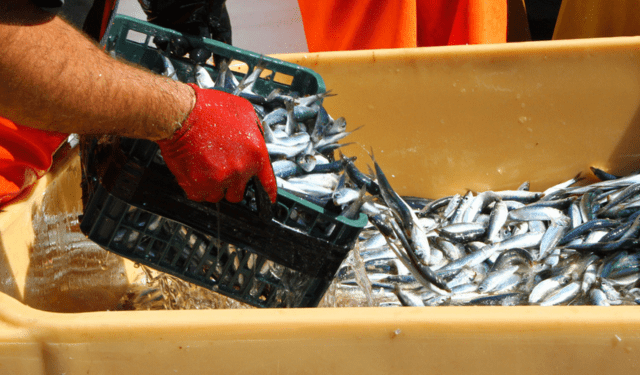 prezzi del pesce all’ingrosso