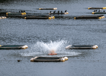produzione ittica d'allevamento del Brasile