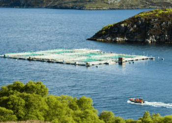 tasso di sopravvivenza del salmone scozzese