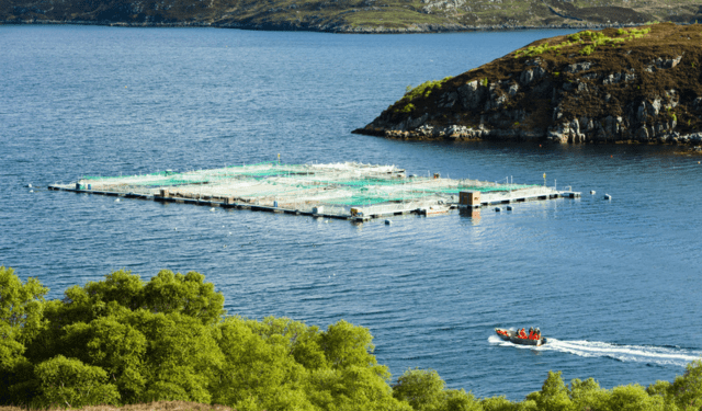 tasso di sopravvivenza del salmone scozzese
