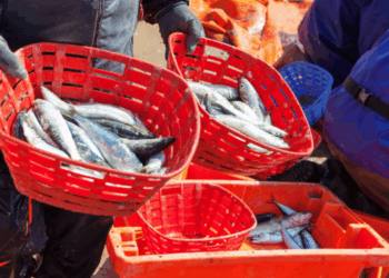 tracciabilità dei prodotti ittici