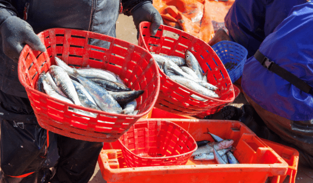 tracciabilità dei prodotti ittici