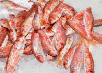 triglia del Mediterraneo