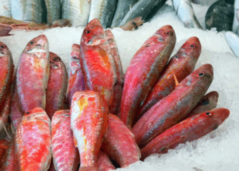 vendite di prodotti ittici in Europa