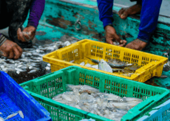 Accordo OMC sui sussidi pesca