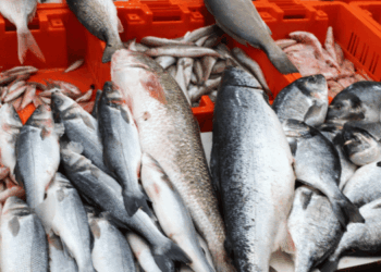 Circular economy in Italian seafood and industrial companies 2025