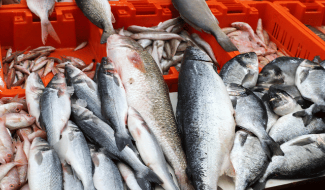 Circular economy in Italian seafood and industrial companies 2025