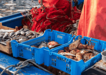 EU regulation targets food waste cuts in seafood