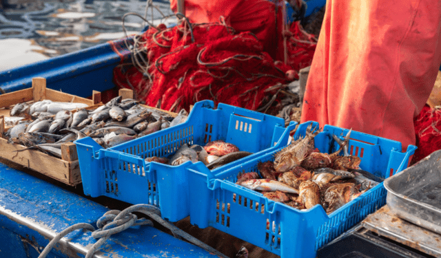 EU regulation targets food waste cuts in seafood