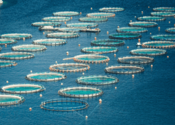 Farmed fish and antibiotics the real picture