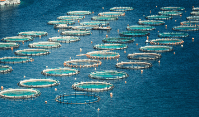Farmed fish and antibiotics the real picture