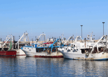 La disinformazione danneggia la pesca