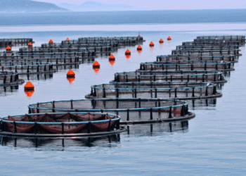 sostenibilità dei mangimi in acquacoltura