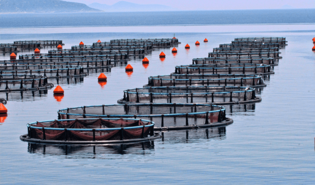 sostenibilità dei mangimi in acquacoltura