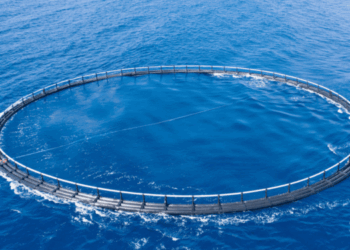 Real-time water monitoring in Gulf of Follonica