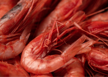 Red shrimp and purple shrimp minimum conservation size MASAF decree