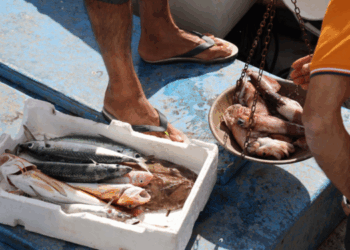 UE pesca e sicurezza alimentare