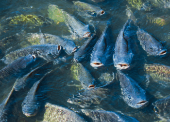 vaccinazione orale nei pesci