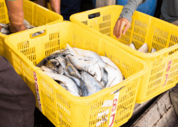 accordo OMC sui sussidi alla pesca