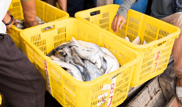 accordo OMC sui sussidi alla pesca