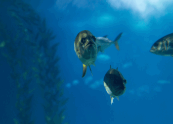 cambiamento climatico e popolazioni ittiche