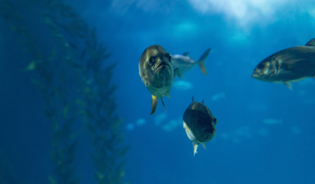 cambiamento climatico e popolazioni ittiche