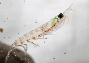 farina di krill