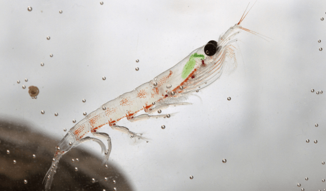 farina di krill