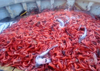 taglia minima di conservazione gambero rosso e viola