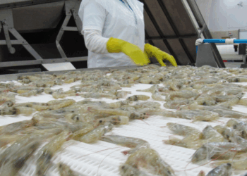 importazioni di gambero in Francia