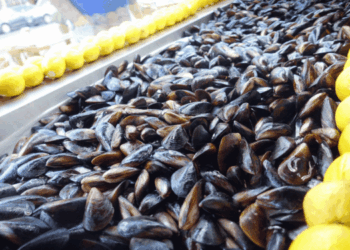 mercato delle cozze in Italia nel 2024