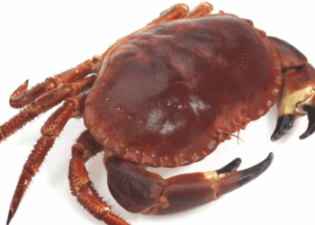 mercato francese del granchio