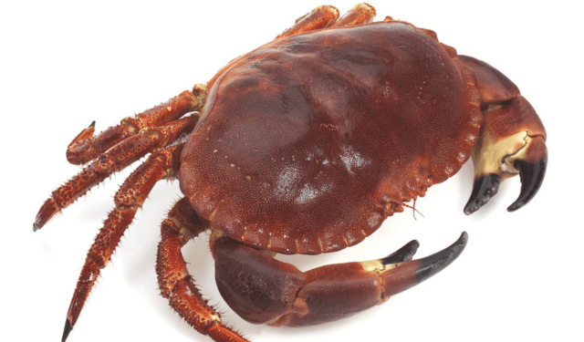 mercato francese del granchio