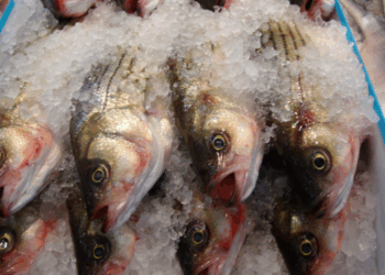 mercato mondiale del pesce surgelato