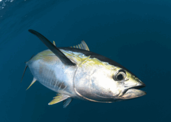 La gestione sostenibile della pesca produce risultati