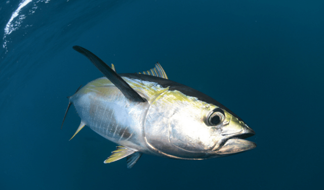 La gestione sostenibile della pesca produce risultati