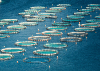 pesce allevato e antibiotici