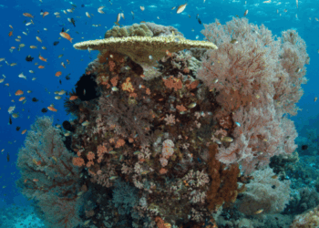 suoni della barriera corallina