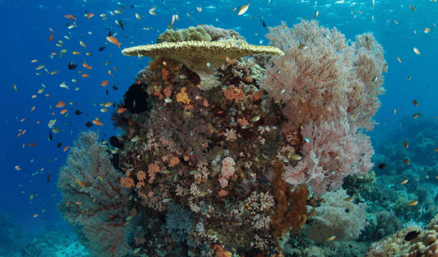 suoni della barriera corallina