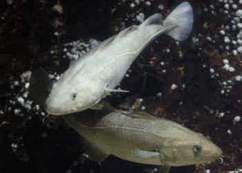 Farmed Atlantic cod underwater in sea cages, sustainability focus