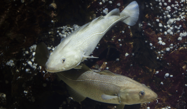 Farmed Atlantic cod underwater in sea cages, sustainability focus