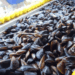 Italy’s Mussel Market Trends from EUMOFA Report