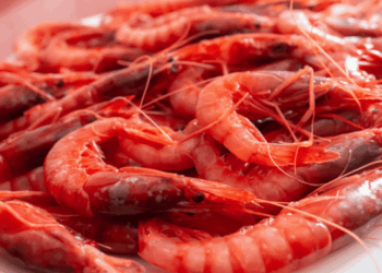 Red Shrimp Exports Why North Africa Isn’t Doing Dumping