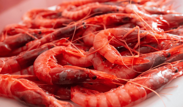 Red Shrimp Exports Why North Africa Isn’t Doing Dumping