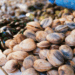 Standard BAP 2.0 per molluschi