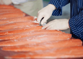 caso stiffening del salmone