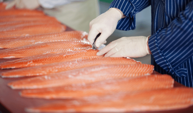 caso stiffening del salmone