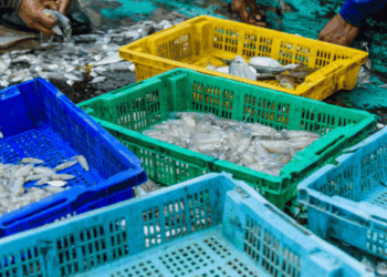 certificazione MSC per dieci specie marine