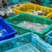 certificazione MSC per dieci specie marine
